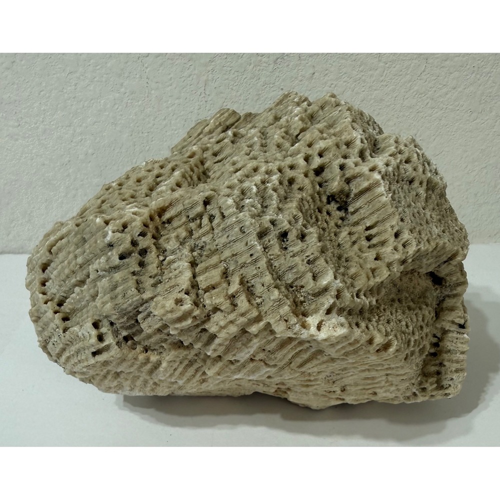 Large Natural Fossilized Coral Specimen Honeycomb Coastal Decor 4 lbs Saltwater